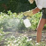 Pompa a pressione manuale - 1 lt - Verdemax - 5922 - 8015358059220 - DMwebShop - 1