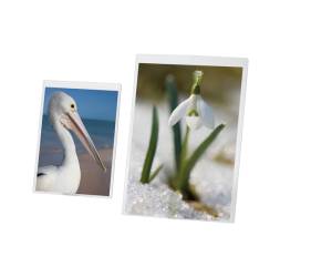 Portadepliant - A3 - PVC semirigido - Lebez - 5253 - 8007509052532 - DMwebShop