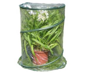 Serra Pop up Anthurium 70 x 100 cm trasparente - 29378