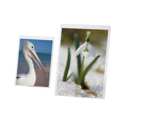 Portadepliant - A4 - PVC semirigido - Lebez - 5254 - 8007509052549 - DMwebShop