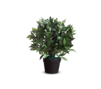 Pianta ornamentale lauro H 50 cm Alco Paperflow K700134 - 12480