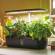 Orto idroponico indoor 20 x 18 x 40 cm - 27541 - 1