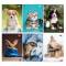 Maxiquaderno Cute fantasia - A4 - 40+2 fogli - 80 gr - rigo di 1a - conf. 10 pezzi - BM - 0110384 - DMwebShop